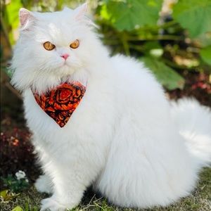 Meet your Posher, Zainab